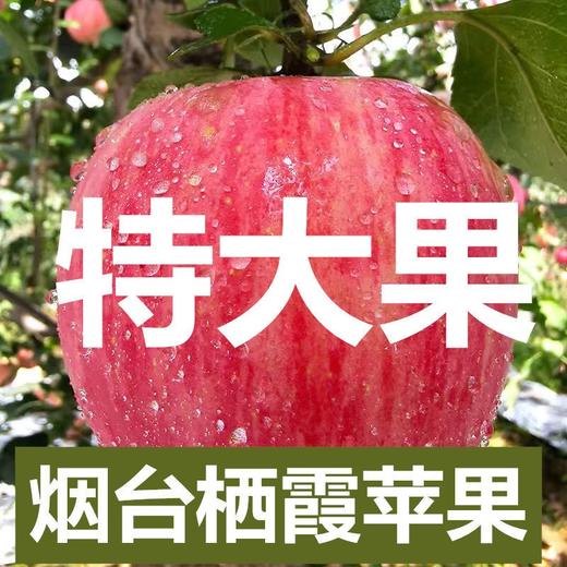 【果】俺爱山东100苹果 2个约600g 商品图0