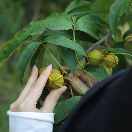 预售3-5天【2025年新核桃上市】【3罐减5元；5罐送1罐；10罐送3罐】补脑益智  来自“中国核桃之乡” 临安 山核桃仁   它被誉为“脑黄金” 湖州仓 商品图9