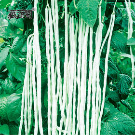 [庭院种子]白豇豆种子