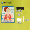 呼吸系统材料包 商品缩略图3