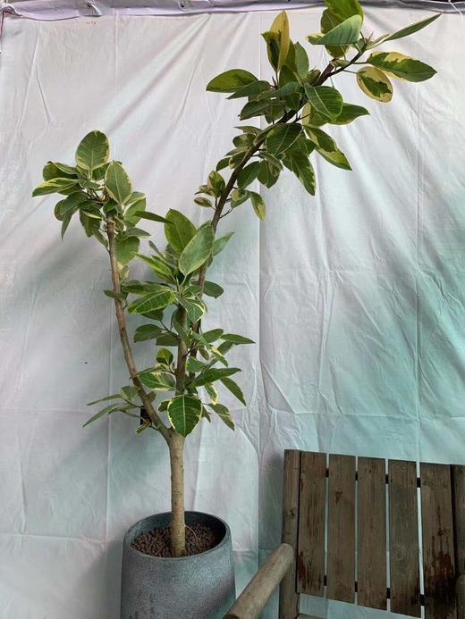 圆水泥盆-高山榕 商品图1