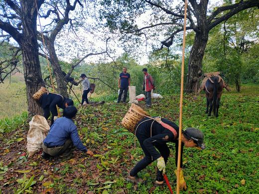 【买就送】云南野生古树核桃 (采用机器剥青皮 柴火烘干）！！ 商品图10