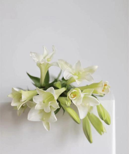 【百年好合】铁炮百合 白色 2头 5枝 商品图3
