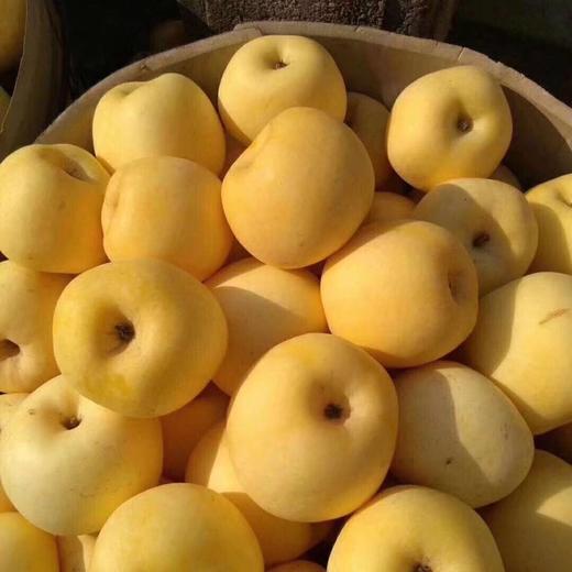 [最农公社]烟台黄金奶油富士苹果5斤9斤来自核心产区 商品图8