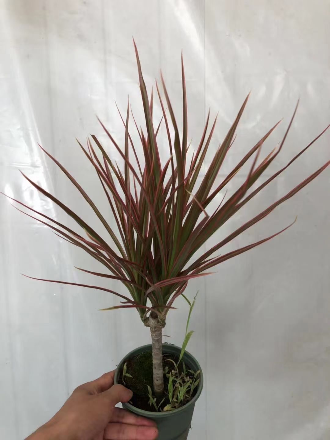 现货耐阴耐寒木本花三色铁