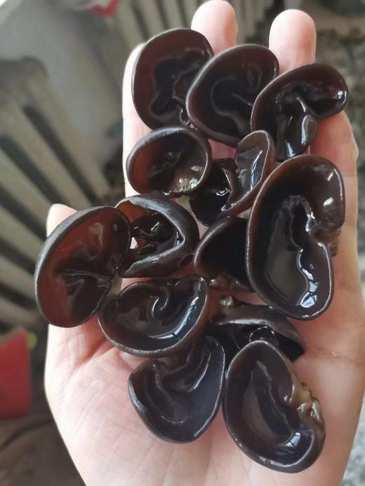 秋木耳一袋 商品图2