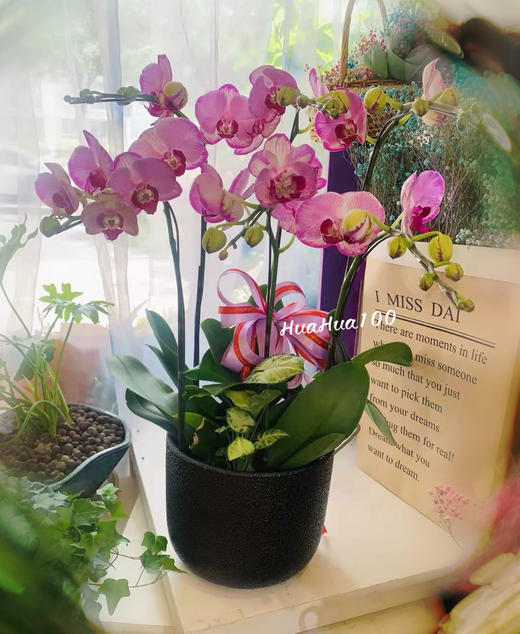 6株蝴蝶兰组盆 商品图2
