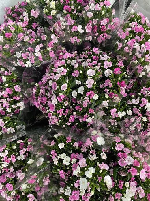 【长相思兮长相忆】相思梅（美女樱）多色可选  若干枝/扎 商品图5