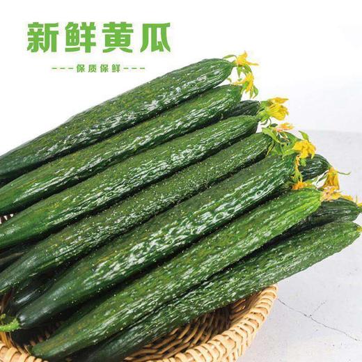【蔬】带刺黄瓜1根 约300g 商品图2