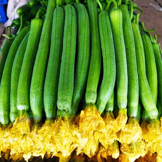 【蔬】长丝瓜 1根约350g 商品图3