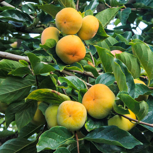 咔吉脆柿 商品图2