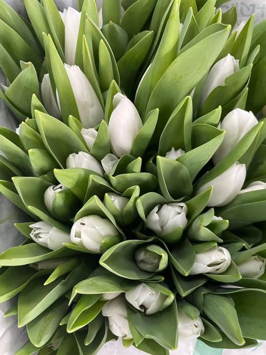 【荷兰郁金香】 白色 （维珍白30克）10支/扎 商品图3