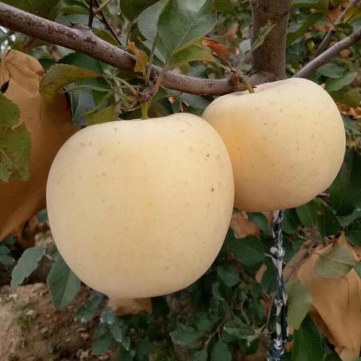 [最农公社]烟台黄金奶油富士苹果5斤9斤来自核心产区 商品图5