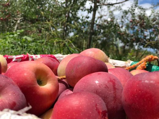 四川盐源丑苹果5斤装 商品图2