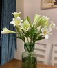 【百年好合】铁炮百合 白色 2头 5枝 商品缩略图0