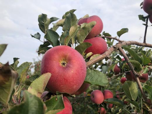 四川盐源丑苹果5斤装 商品图1