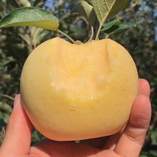 [最农公社]烟台黄金奶油富士苹果5斤9斤来自核心产区 商品图1