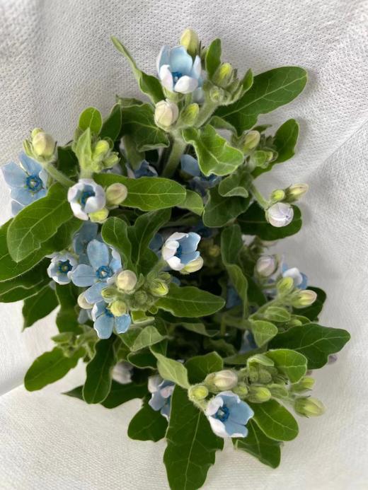 【珍惜当下】蓝星花  蓝色 若干枝/扎 商品图4