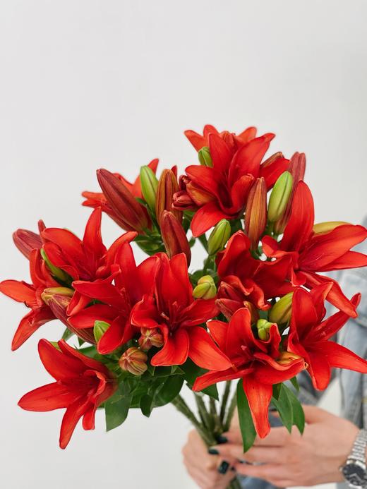 【周四秒杀】亚百合红宝石4枝59.8元 商品图0