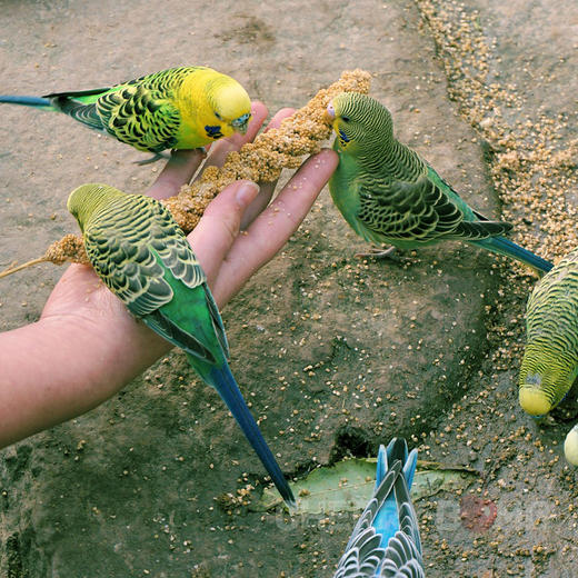 2025年秋季新米 沂蒙山农家手工石碾小米   圆通中通/顺丰 商品图14