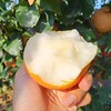 冰糖秋月梨（个头越大，品质越好），无药残生态种植，水分足，甜度高，脆甜无渣，果肉细腻。简易包装，韵达快递包邮（部分省份除外） 商品缩略图1