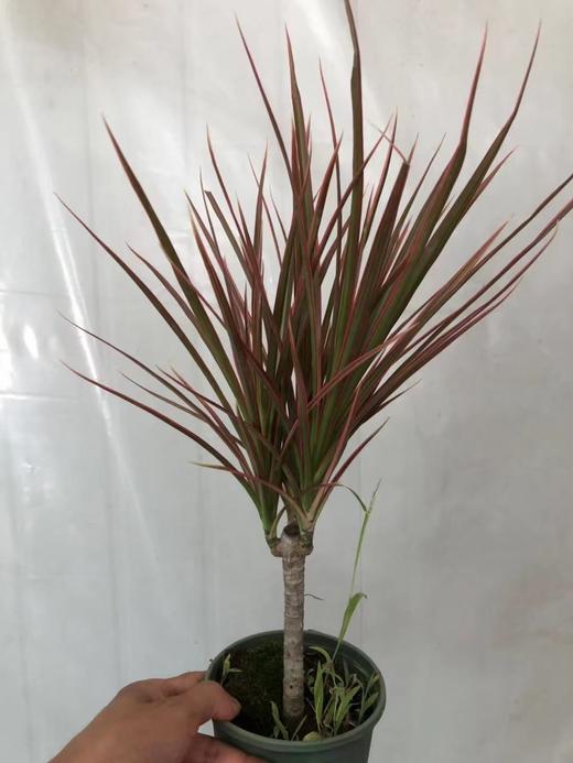 现货耐阴耐寒木本花三色铁