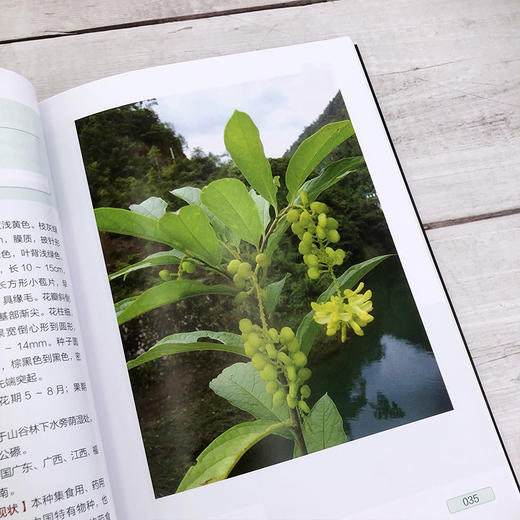 翁源青云山珍稀植物 商品图5