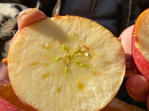 四川盐源丑苹果5斤装 商品图0