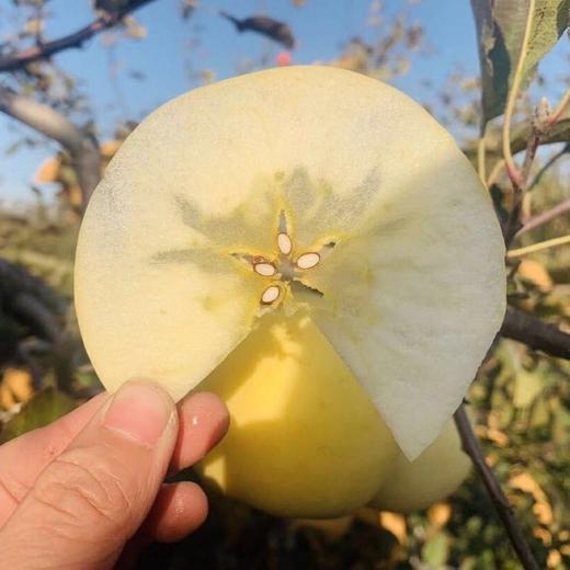 [最农公社]烟台黄金奶油富士苹果5斤9斤来自核心产区 商品图2