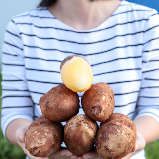 【云南雪莲果】新鲜现挖清甜脆爽多汁应季水果 商品图3