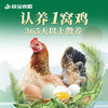 认养一窝鸡（3只土鸡+330枚土鸡蛋） 商品缩略图0