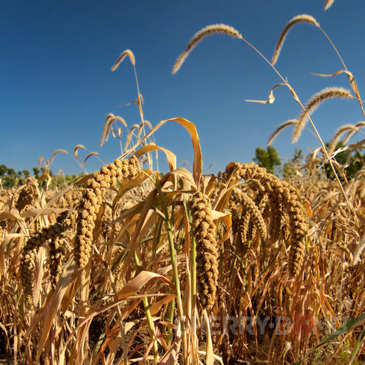 2025年秋季新米 沂蒙山农家手工石碾小米   圆通中通/顺丰 商品图1