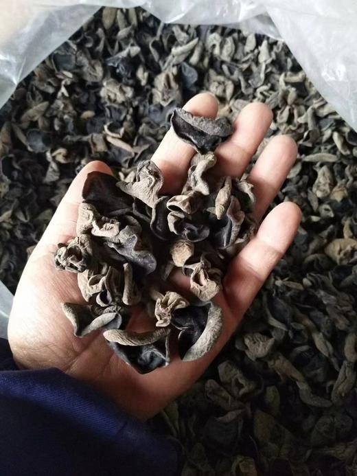秋木耳一袋 商品图1