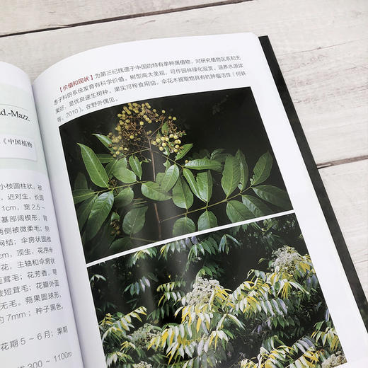 翁源青云山珍稀植物 商品图4