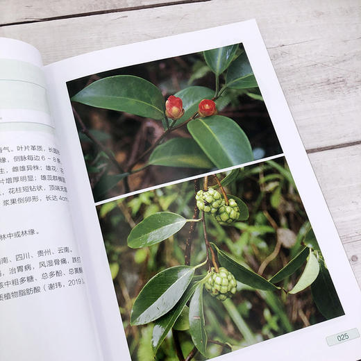 翁源青云山珍稀植物 商品图6