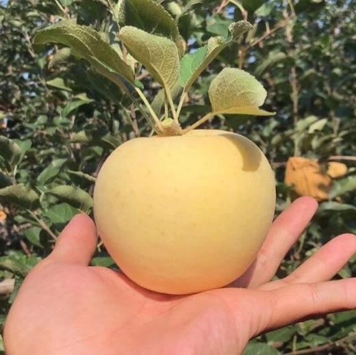 核心产区黄金奶油富士苹果