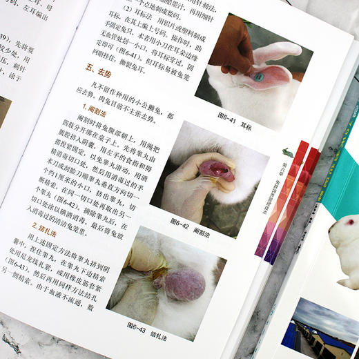 肉兔70天出栏配套生产技术 商品图10