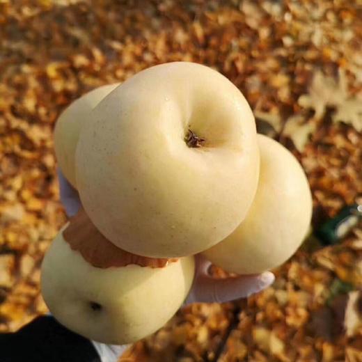 [最农公社]烟台黄金奶油富士苹果5斤9斤来自核心产区 商品图4