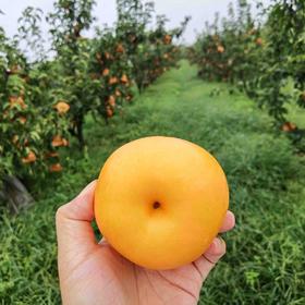 冰糖秋月梨（个头越大，品质越好），无药残生态种植，水分足，甜度高，脆甜无渣，果肉细腻。简易包装，韵达快递包邮（部分省份除外）