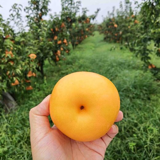 冰糖秋月梨（个头越大，品质越好），无药残生态种植，水分足，甜度高，脆甜无渣，果肉细腻。简易包装，韵达快递包邮（部分省份除外） 商品图0