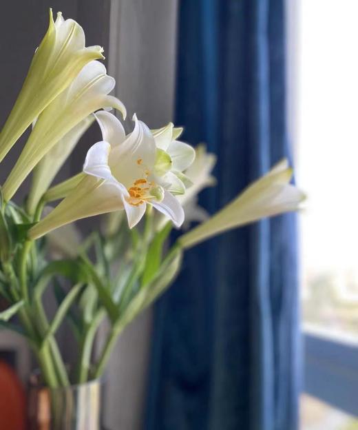 【百年好合】铁炮百合 白色 2头 5枝 商品图5