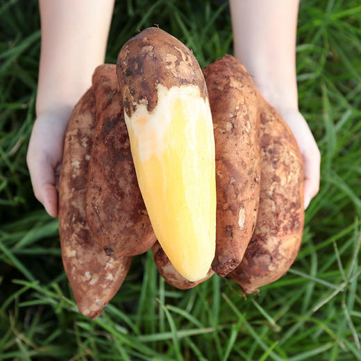 【云南雪莲果】新鲜现挖清甜脆爽多汁应季水果 商品图6