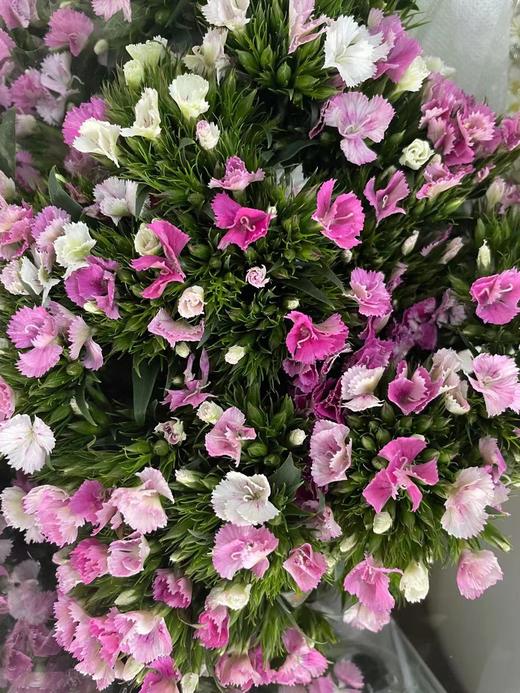 【长相思兮长相忆】相思梅（美女樱）多色可选  若干枝/扎 商品图4