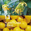 日本@aromaB13 YLANG YLANG CITRUS 依兰柑橘香氛自然 商品缩略图2