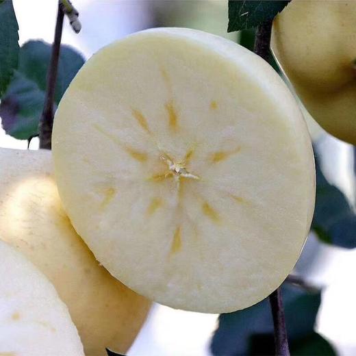 [最农公社]烟台黄金奶油富士苹果5斤9斤来自核心产区 商品图3