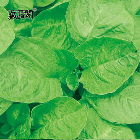 [庭院种子]绿米苋种子