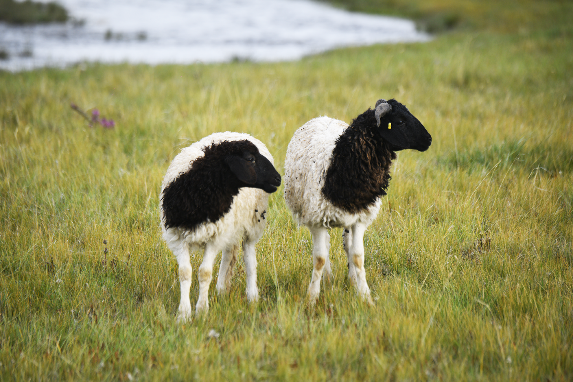 新疆巴音布鲁克 5/10/20斤黑头羊肉礼盒装  精细分割