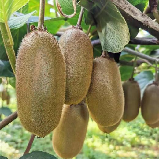 【眉县弥醉猕猴桃】顺丰/京东到家 放软吃 香甜多汁 长猕猴桃 果肉香甜细腻 皮薄肉厚 来自太白山脚下的自然美味 露天种植  3种规格任选 商品图7