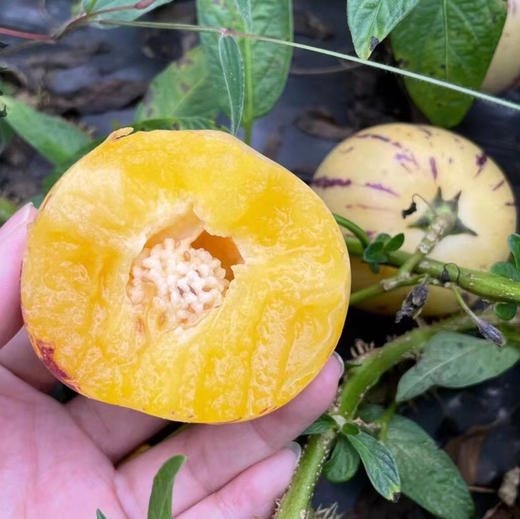 【人参果/七彩果】云南人参果，也叫七彩果，有抗衰抗瘤、降糖、稳压、强心、益智、硒含量超过许多蔬菜和水果！ 商品图2