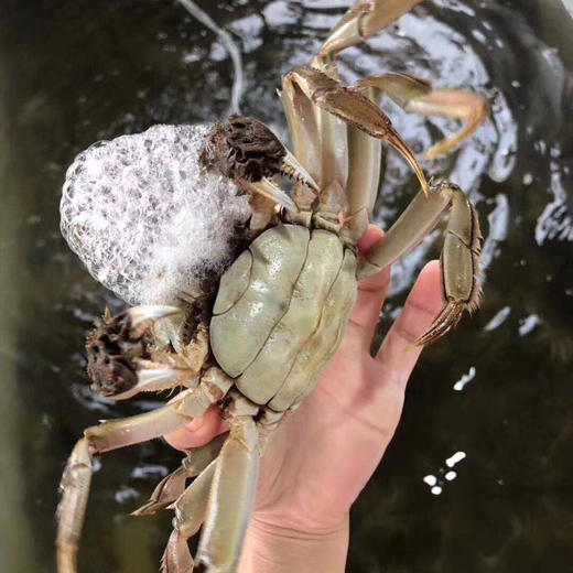 蟹卡 | 阳澄湖大闸蟹 | 公3.5两4只/母2.5两4只 |礼券 商品图5